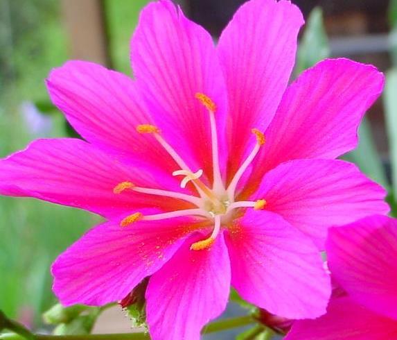 别墅花园设计 别墅花园设计
